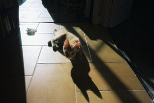 ANIMALS / TIERE
