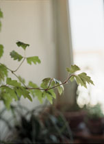 PLANTS / PFLANZEN