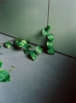 PLANTS / PFLANZEN