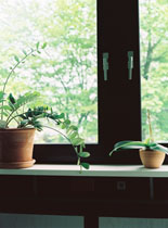 PLANTS / PFLANZEN